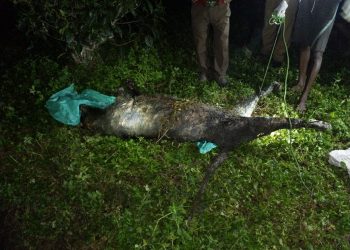 Tiger dead body