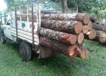 smuggled timber