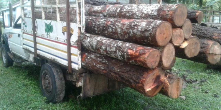 smuggled timber