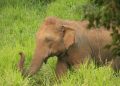 WildElephant
