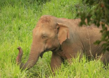 WildElephant