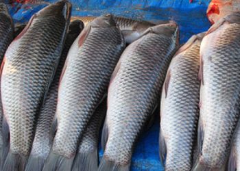 fish assam