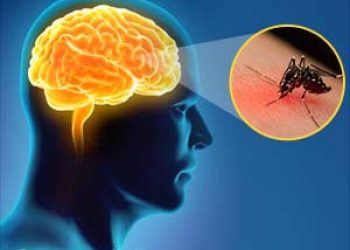 japanese-encephalitis