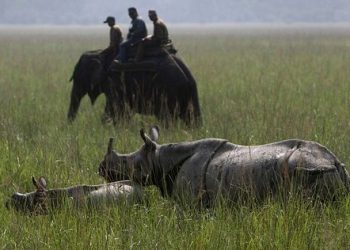 pobitora-wildlife-sanctuary