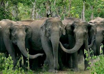 sonai-rupa-wildlife-assam