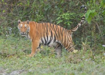 বন্যপ্ৰাণী সপ্তাহ উপলক্ষে কাজিৰঙা ৰাষ্ট্ৰীয় উদ্যান কৰ্তৃপক্ষৰ ৮ অক্টোবৰত কুইজ প্ৰতিযোগিতা