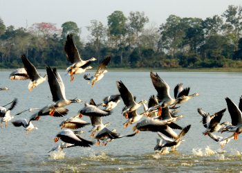 kaziranga
