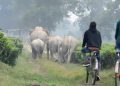 wild elephant