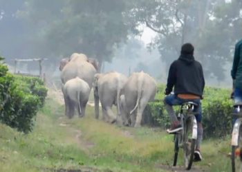 wild elephant