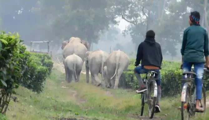 wild elephant