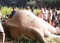 চামগুৰিত বনৰীয়া হাতীৰ অস্বাভাৱিক মৃতদেহ উদ্ধাৰ