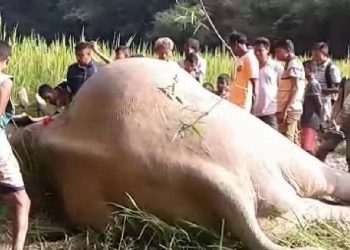 চামগুৰিত বনৰীয়া হাতীৰ অস্বাভাৱিক মৃতদেহ উদ্ধাৰ