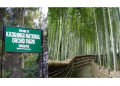 Bamboo