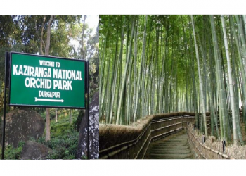 Bamboo