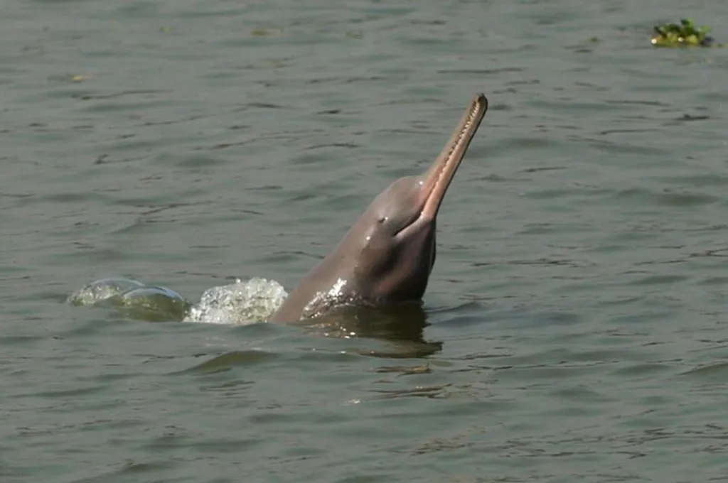 GangesRiver_dolphin