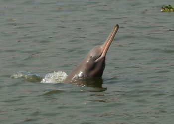GangesRiver_dolphin