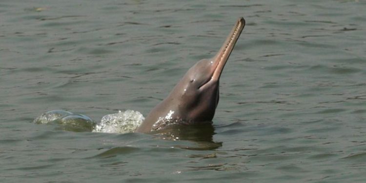 GangesRiver_dolphin