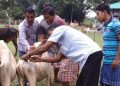 animal health camp