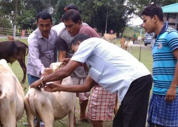 animal health camp