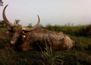 Wild buffalo