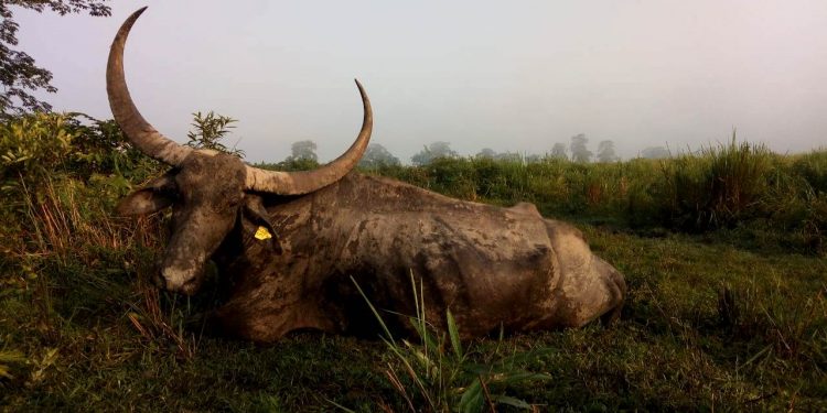 Wild buffalo