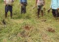 Paddy damage- (1)