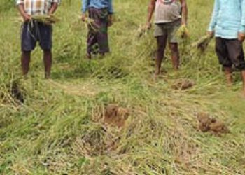 Paddy damage- (1)