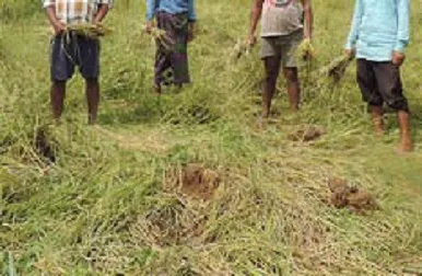 Paddy damage- (1)