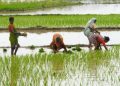agri-2