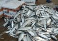 hilsa-750x375