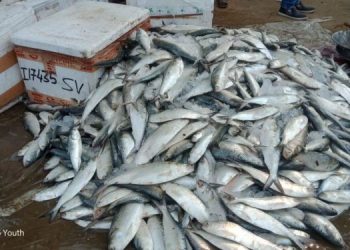 hilsa-750x375