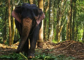 মাজুলীত বনৰীয়া হাতীৰ গছকত প্ৰাণ গ’ল দুগ্ধ পালকৰ