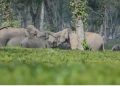 wild elephants udalguri