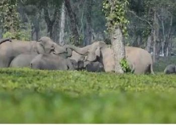 wild elephants udalguri