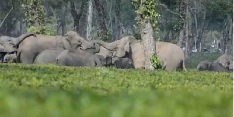wild elephants udalguri