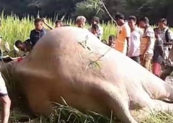 Elephant dead body
