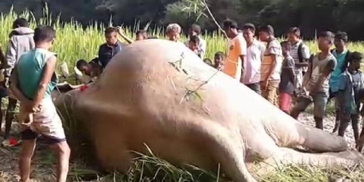 Elephant dead body