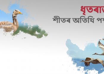 ধৃতৰাজ : শীতৰ অতিথি পক্ষী