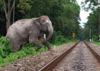 Elephant-
