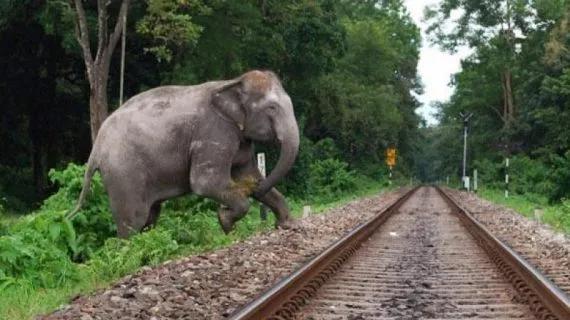 Elephant-