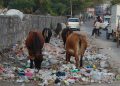cows_eating_trash