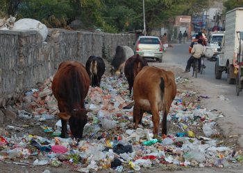 cows_eating_trash