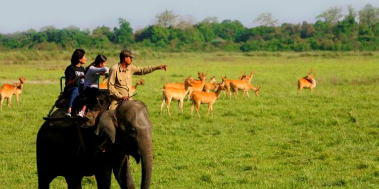 Kaziranga national park