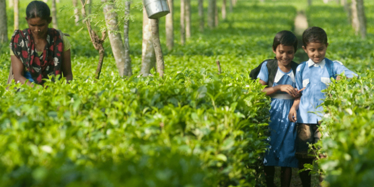 Tea-garden-children-768x388