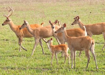 barasingha-or-swamp-deer-rucervus-duvaucelii-syn-cervus-duvaucelii-mixed-herd-2