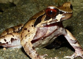 frog-750x375