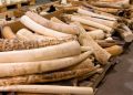 rhino-horn-and-tiger-bone-750x375