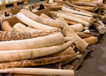 rhino-horn-and-tiger-bone-750x375