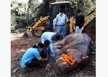 ghy zoo hippo