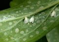 whiteflies-750x375